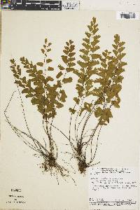 Adiantum deflectens image