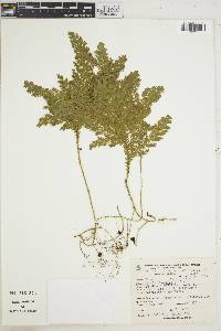 Selaginella fragilis image