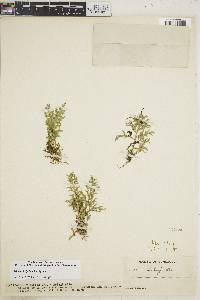 Selaginella lychnuchus image