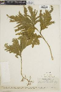 Selaginella parkeri image