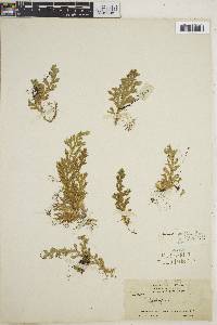 Selaginella revoluta image