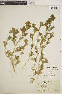 Selaginella epirrhizos image