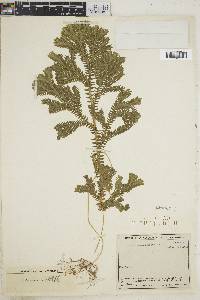 Selaginella sericea image