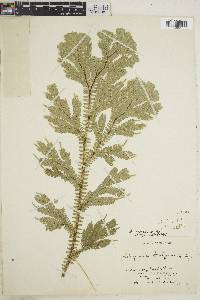 Selaginella sericea image