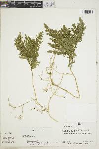 Selaginella stellata image