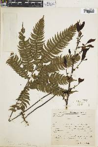 Adiantum latifolium image