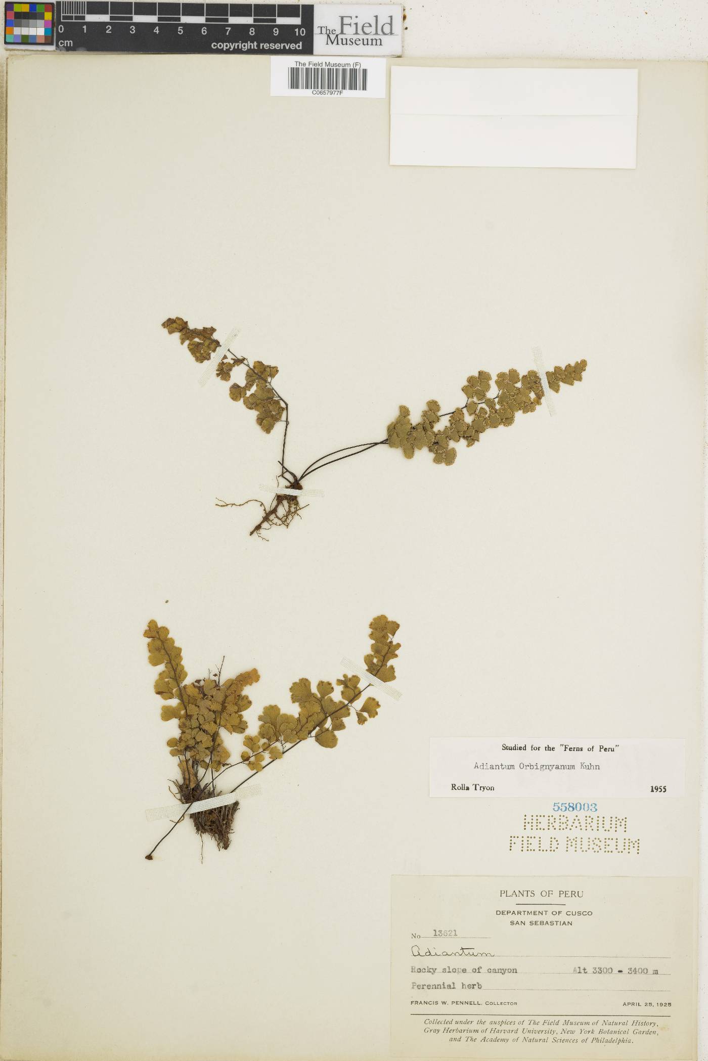 Adiantum orbignyanum image