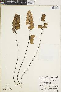 Adiantum ruizianum image