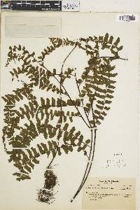 Adiantum serratodentatum image