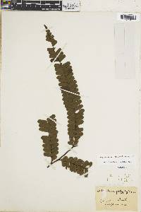 Adiantum tomentosum image