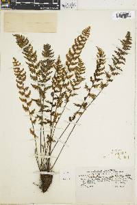 Myriopteris myriophylla image