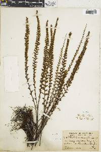 Cheilanthes mathewsii image