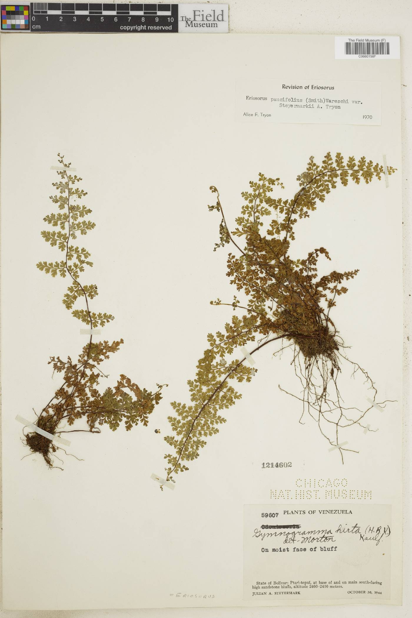 Jamesonia paucifolia var. steyermarkii image