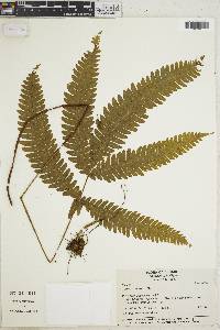 Pteris lechleri image