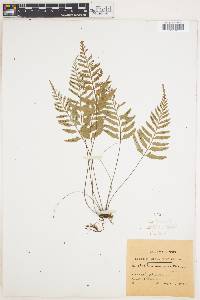 Asplenium auritum image