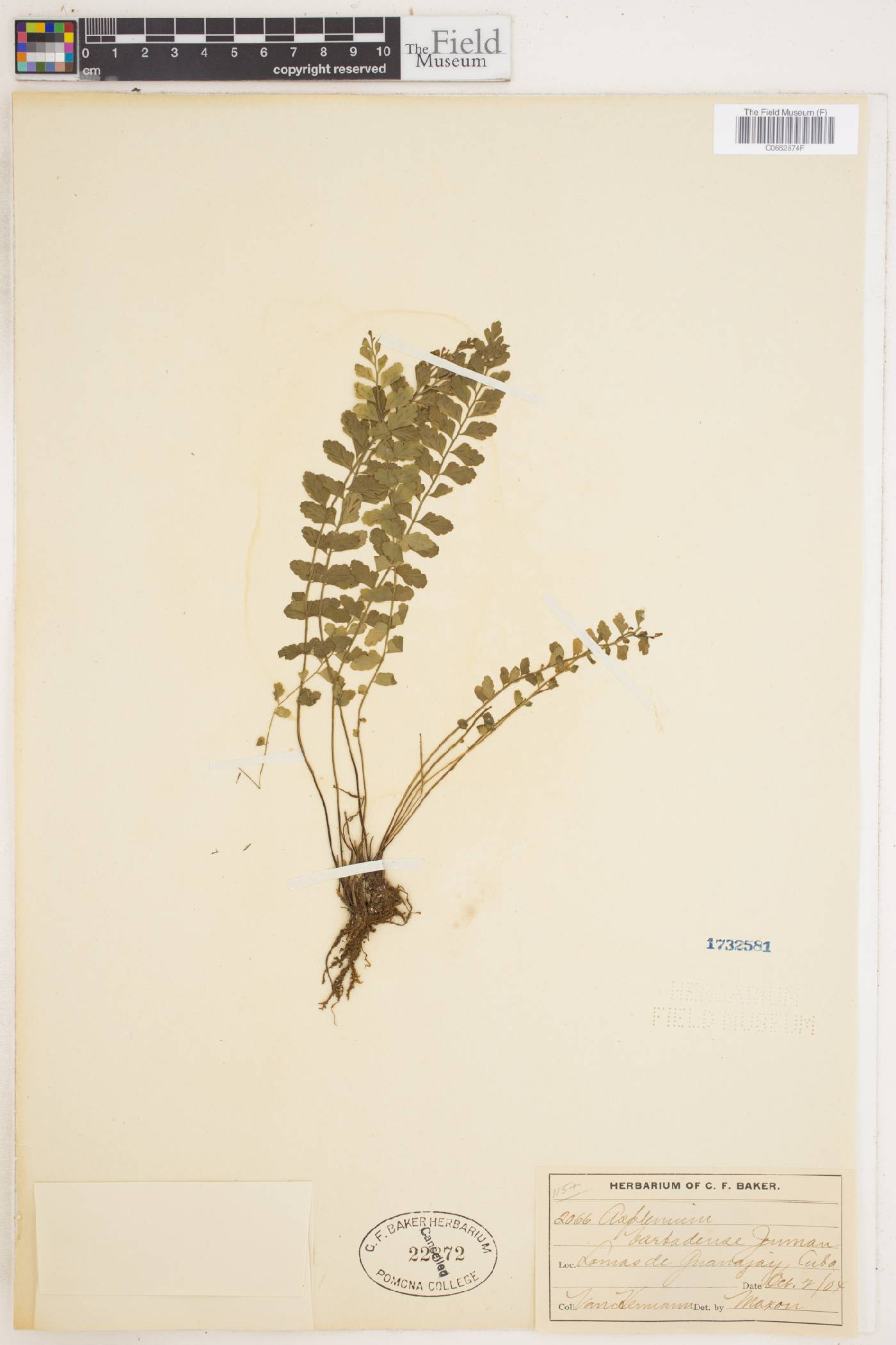 Asplenium dentatum subsp. barbadense image