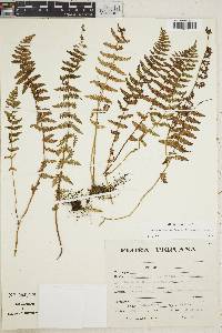 Woodsia montevidensis image