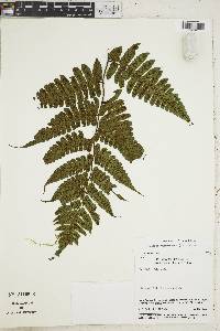 Diplazium tungurahuae image