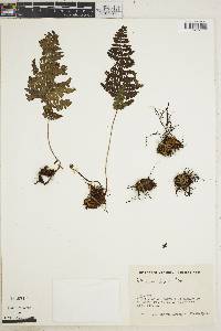 Athyrium dombeyi image