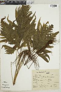 Pteris denticulata image