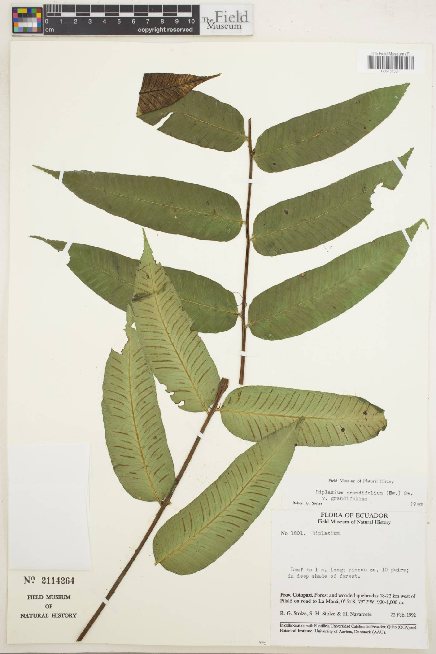 Diplazium grandifolium var. grandifolium image