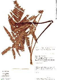 Cyathea thysanolepis image