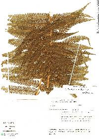 Cyathea tryonorum image