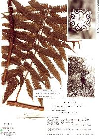 Cyathea subtropica image