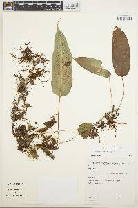 Campyloneurum repens image