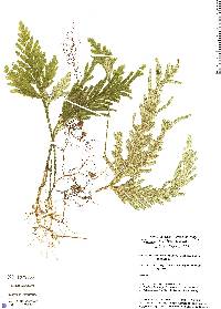 Selaginella lechleri image