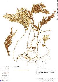 Selaginella parkeri image