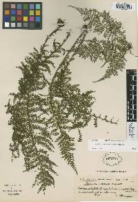 Asplenium ecuadorense image