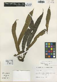 Elaphoglossum litanum image