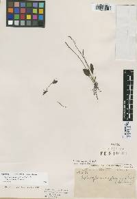 Ophioglossum nudicaule var. laxum image