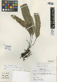 Pleopeltis stolzei image