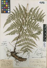 Dryopteris nubigena image