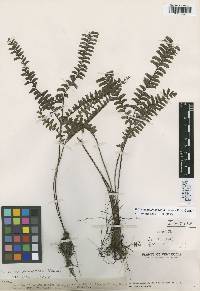 Lindsaea hemiptera image