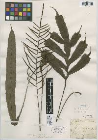 Austroblechnum vieillardii image