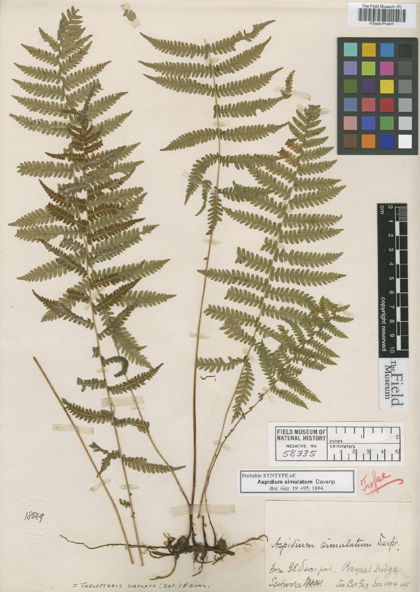 Coryphopteris simulata image