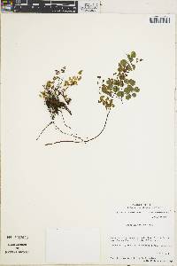 Adiantum chilense image