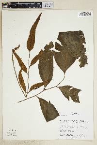 Lomariopsis latipinna image