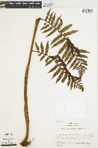 Cyathea suprastrigosa image