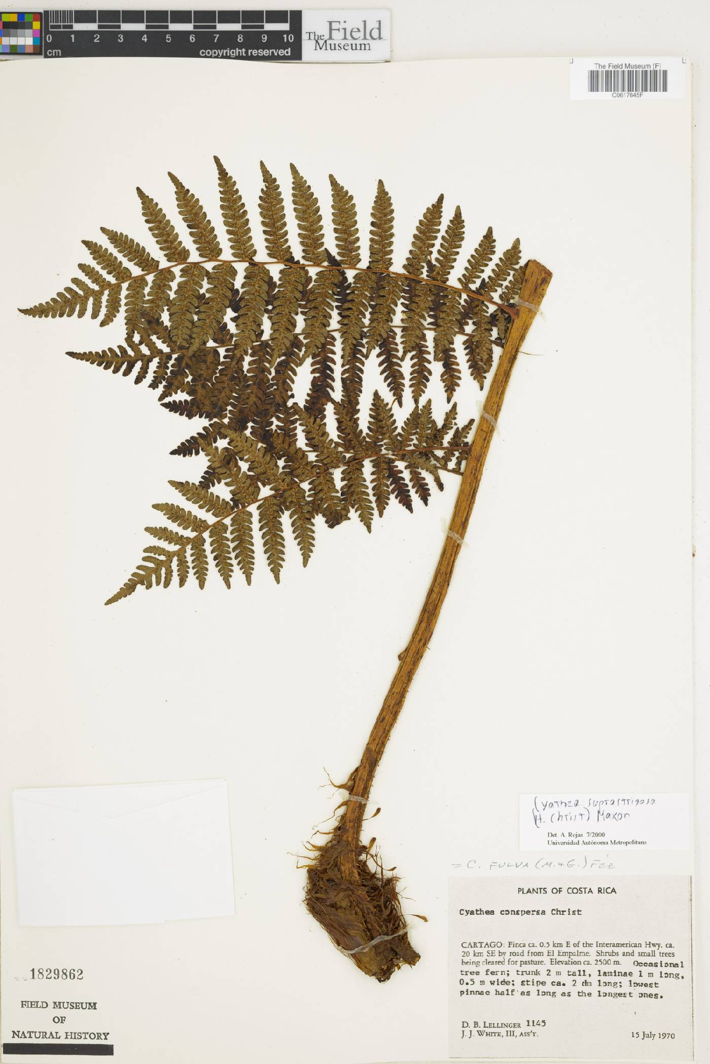 Cyathea suprastrigosa image