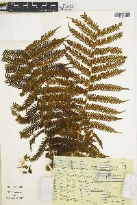 Cyathea costaricensis image