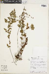 Cheilanthes macleanii image