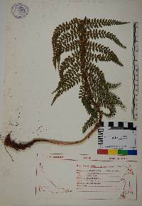 Polystichum multifidum image