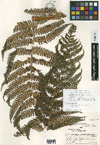 Cyathea atahuallpa image