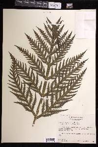 Pteris irregularis image