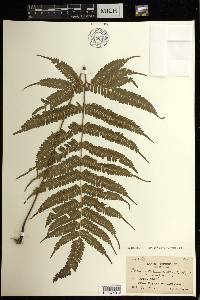 Pteris setulosocostulata image