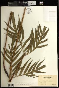 Pteris formosana image